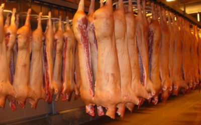 Export vepřového nižší o téměř 20 %